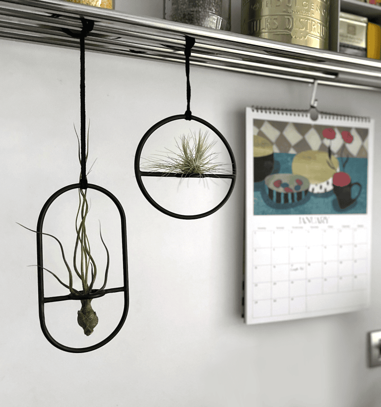 Dos ¡Oh! Las plantas aéreas con marcos de metal negro están elegantemente suspendidas de un estante. Al fondo se ve un vibrante calendario que muestra el mes de enero.