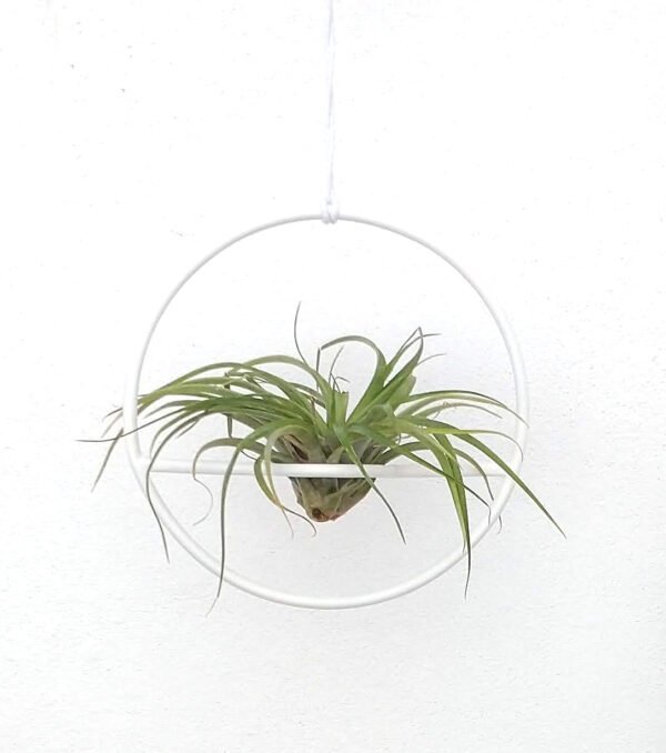 Pack Air planter + Soporte de pared - Imagen 6