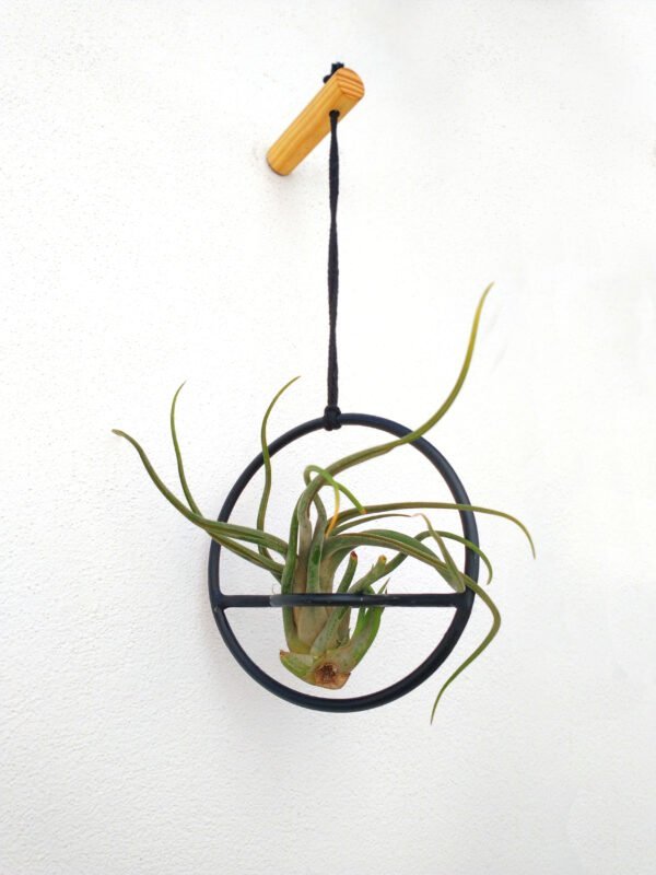 Pack Air planter + Soporte de pared